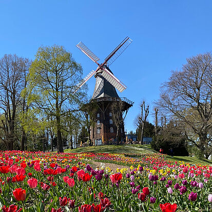 Bremen windmill and a field of red tulips