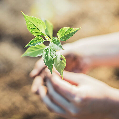 hands holding a young plant