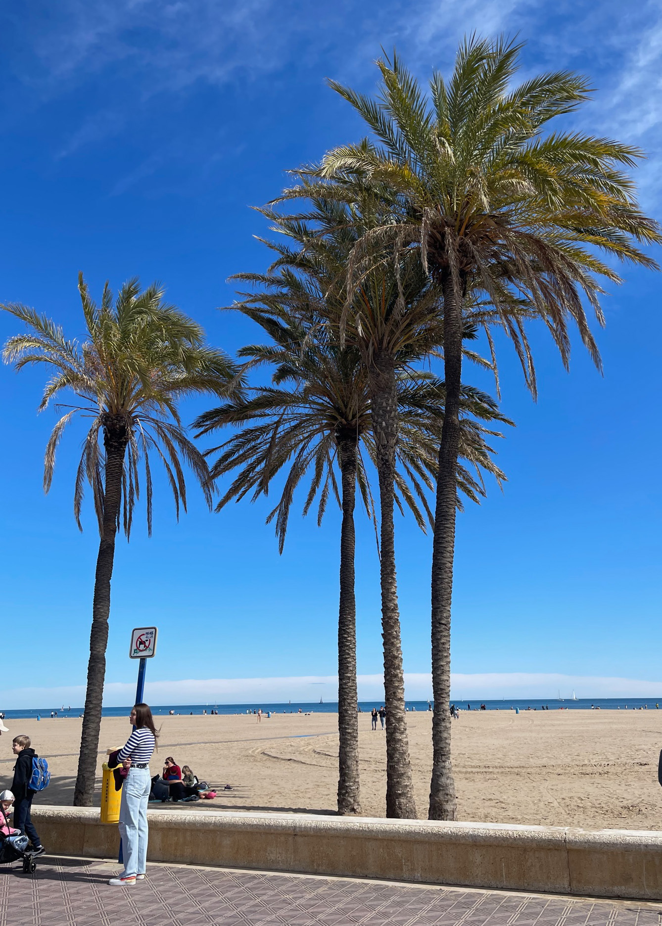 Palm trees at the beach promenade